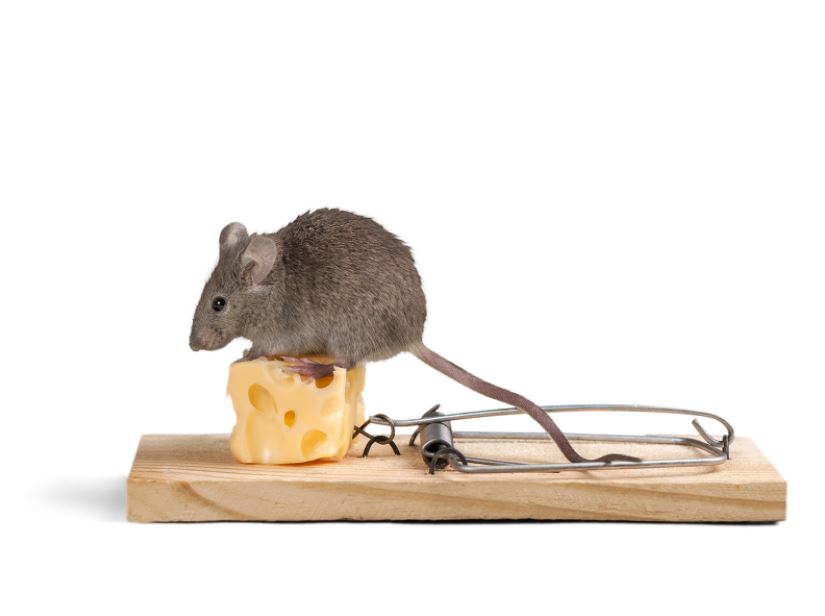 rodent