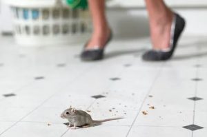 mice