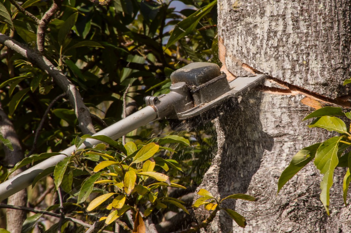 Best Powered Tree Saws for Garden Maintenance Needs